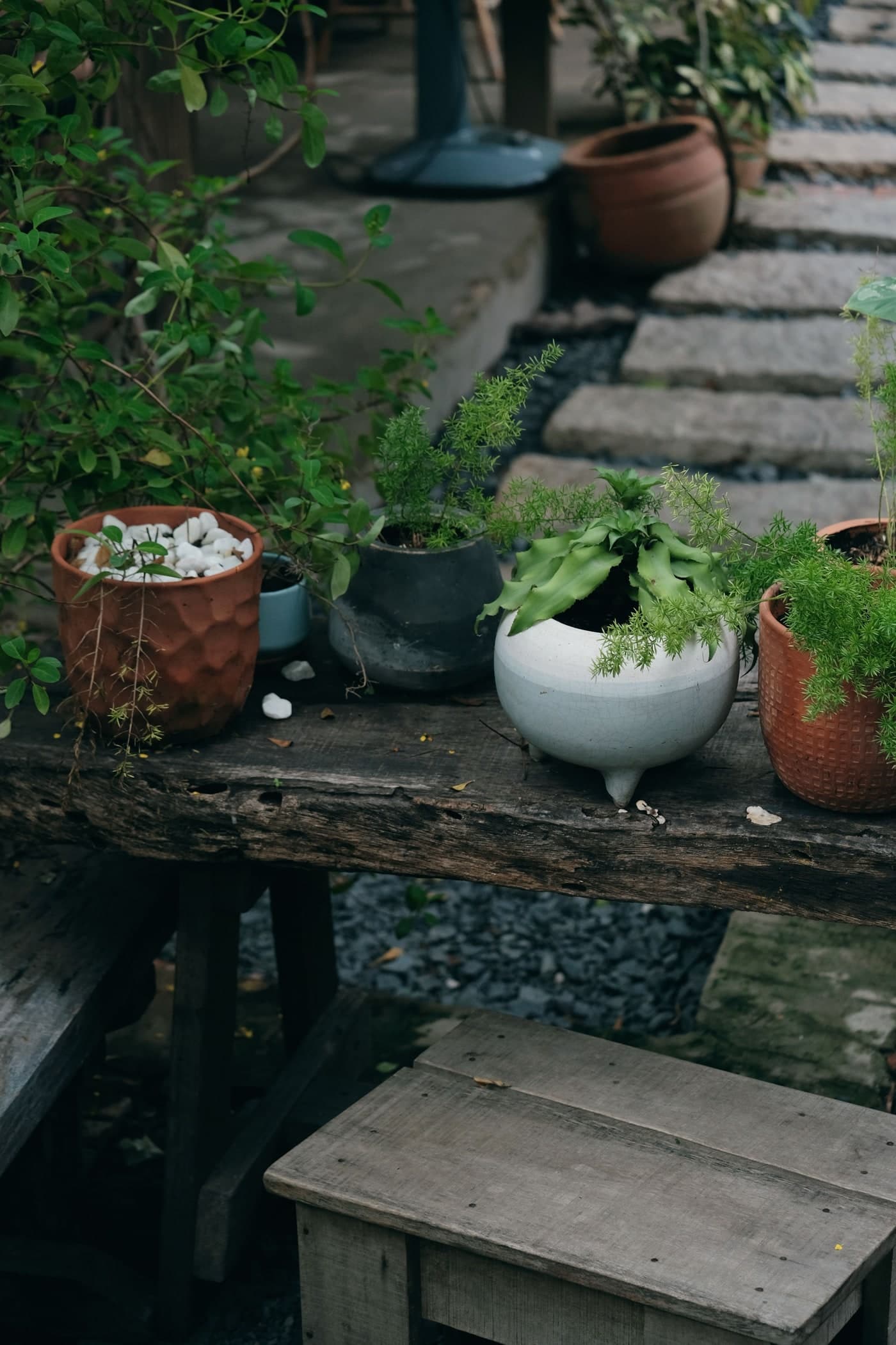 Dark, pale and reddish pots with rounded leaves and finer foliage stand close together on a timber bench, with a stone path behind.