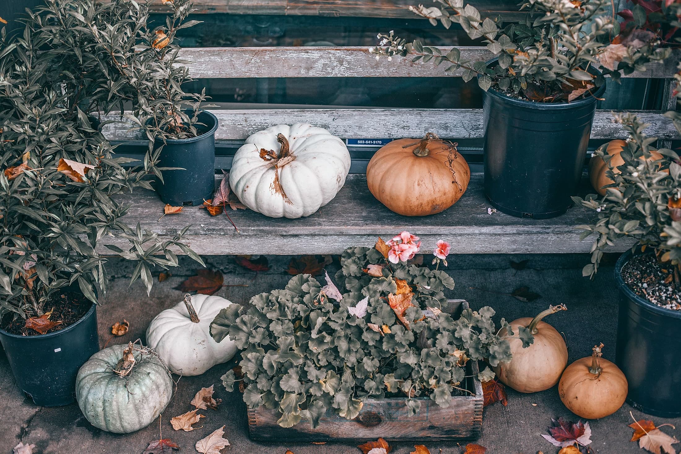 Pale and orange pumpkins occupy a weathered bench among potted plants with narrow and rounded leaves, and a low timber container with pink flowers.