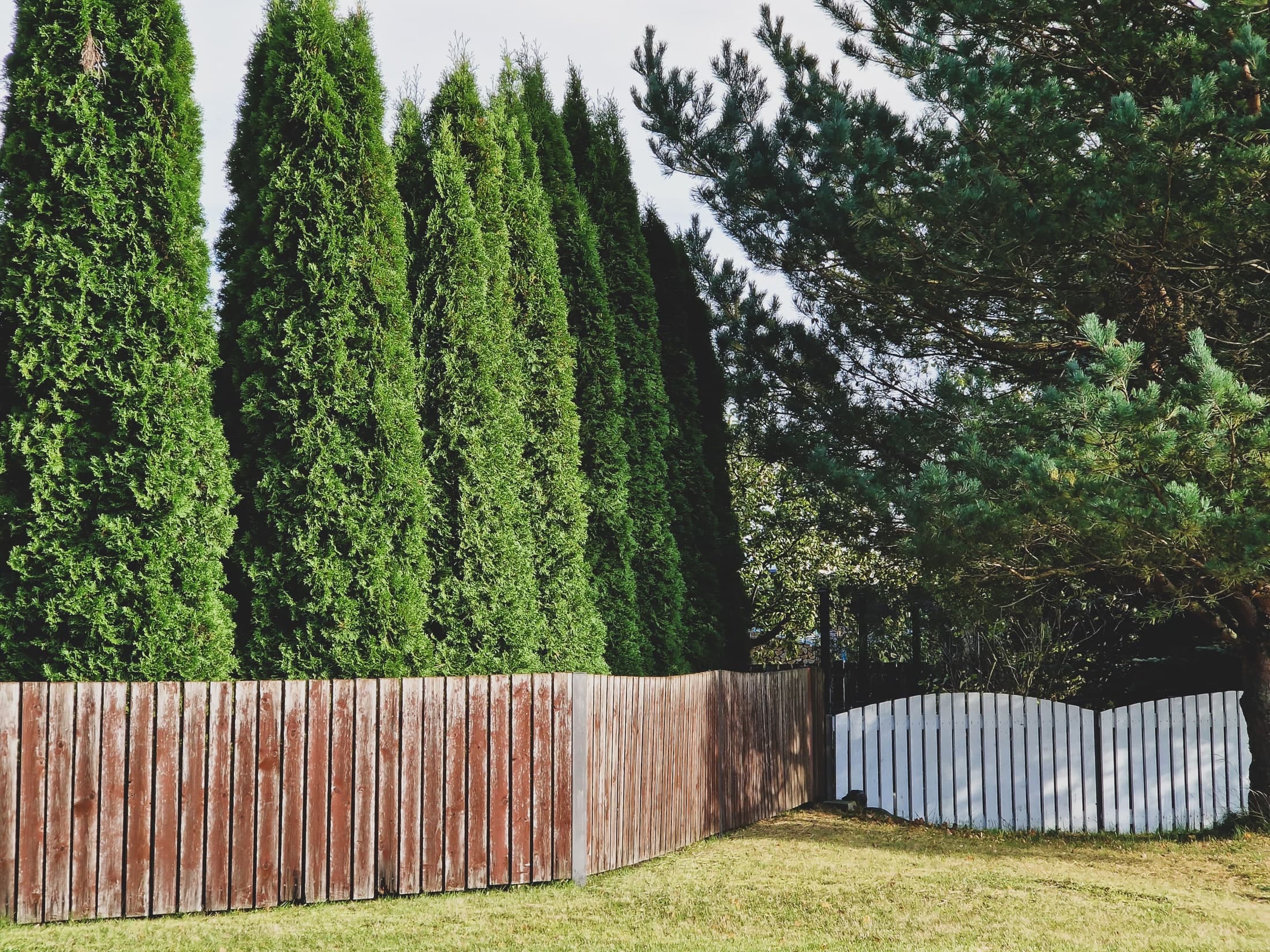 Tall narrow columns of foliage rise behind a weathered timber fence, beside a lower pale fence.