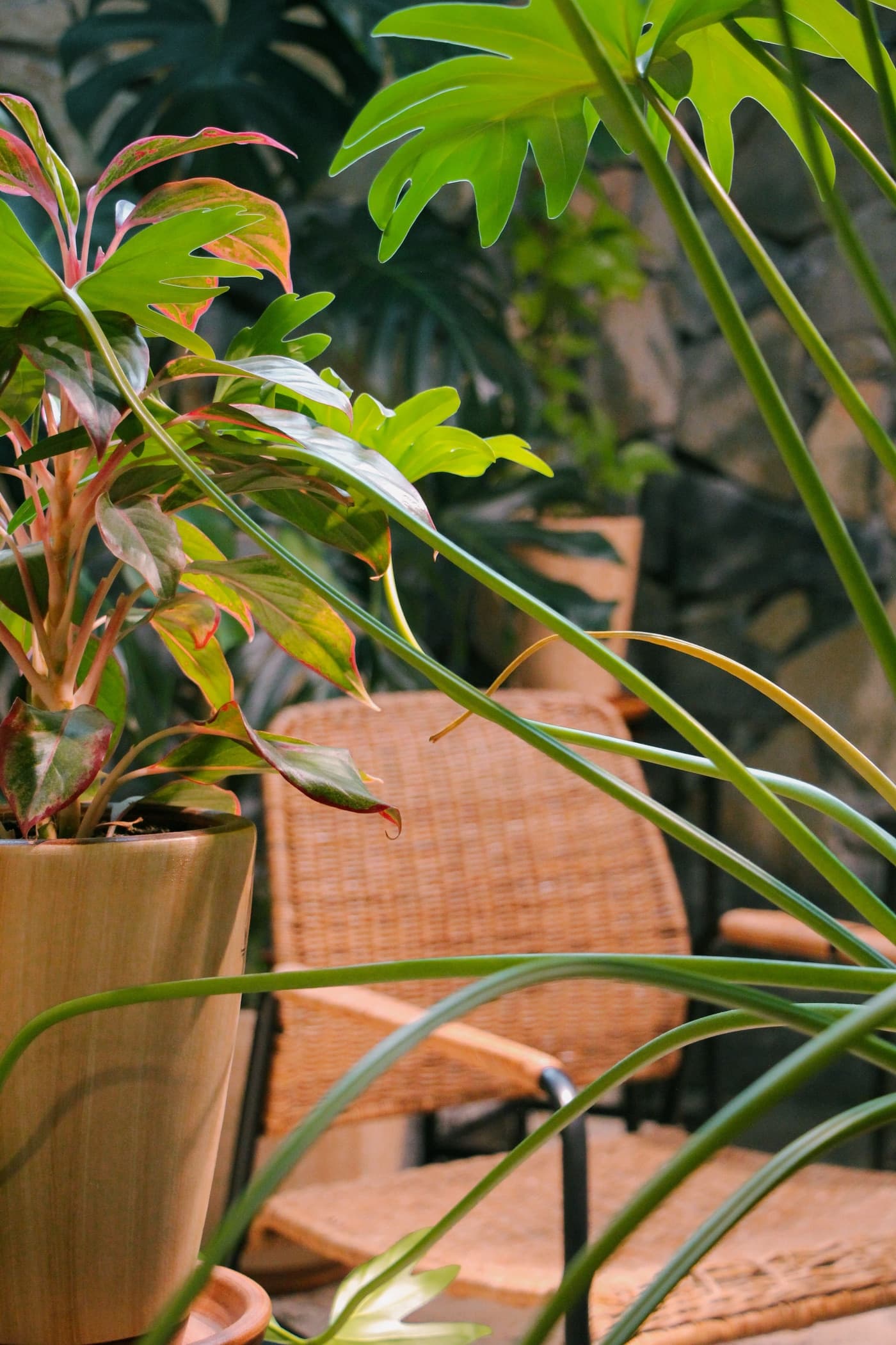 Large green and pink-variegated leaves partly obscure a woven-looking chair, with a plant pot in the foreground.